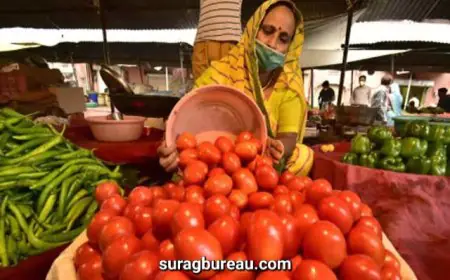 इस जिले में टमाटर ने लगाया दोहरा शतक, रेट सुनते ही किनारा कर रहे हैं लोग