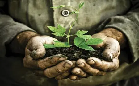 Environment ; हरियाली बढ़ाने को निगम लगाएगा 36 हजार पौधे
