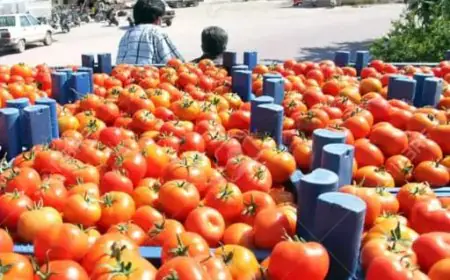 वाराणसी में 90 रुपए KG में मिलेगा टमाटर, NCCF ने बंगलुरू से मंगाया, एक व्यक्ति को 2 KG ही मिलेगा