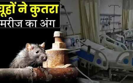 Badaun आईसीयू में भर्ती मरीज के कुतर दिए चूहों ने अंग, परिजनों का फूटा गुस्सा