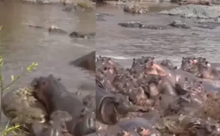 Viral Video: मगरमच्छ पर 30 दरियाई घोड़ों ने किया हमला, खूब फेंका और नोंचा