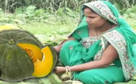 Pumpkin is Considered : महिलायें कददू क्यों नहीं काटती है, जानें इसके पीछे का रहस्य