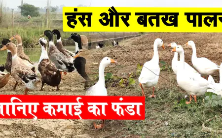 हंस पालन से हुआ मालामाल यह किसान, कई लोगों को दे रहा रोजगार, बंपर रहा मुनाफा