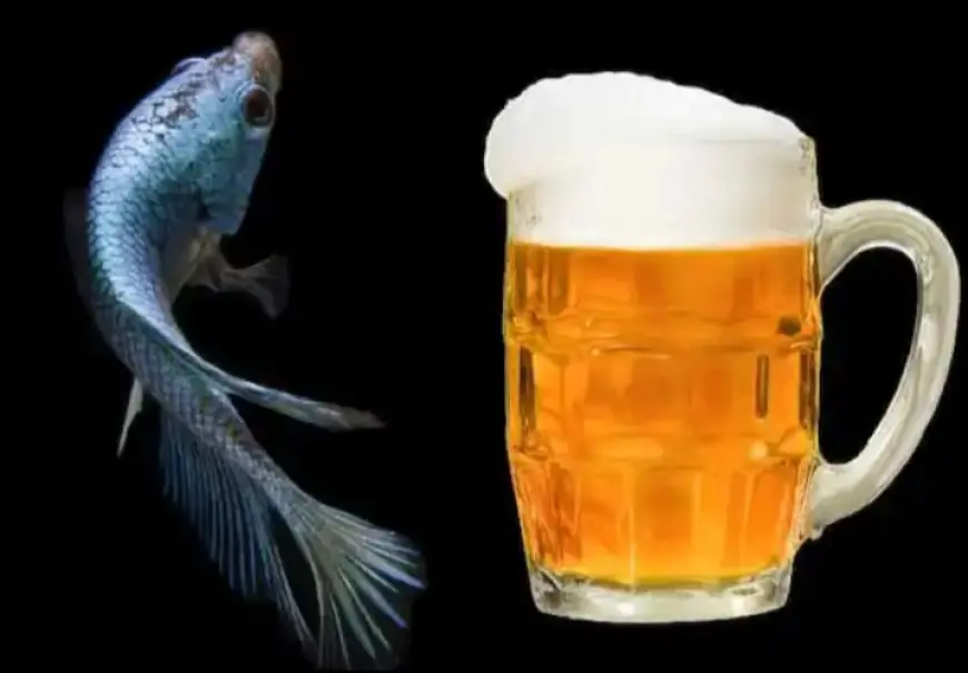 बीयर नॉनवेज होता है क्या, जानें आपकी ड्रिंक में मछली भी होती है