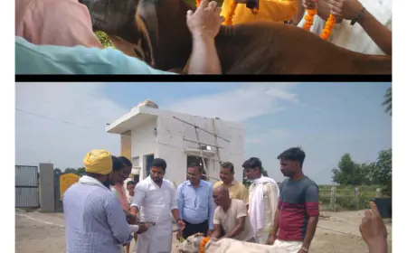 Kasganj news अमांपुर विधायक ने गौ शाला में किया गौ पूजन।