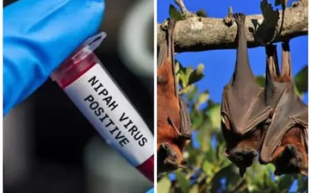 Kerala Nipah Virus: केरल में निपाह वायरस को लेकर खतरने की घंटी, 1080 हुए संक्रमण 24 तक स्कूल बंद