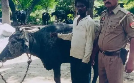 कासगंज की सोरों पुलिस ने वांछित 01 भैस  चोर को किया गिरफ्तार।