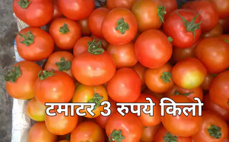250 रुपये बिकने वाला टमाटर आज कौड़ियों के भाव बेकने पर मजबूर किसान