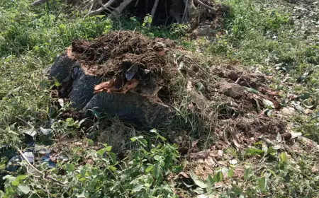 हरे भरे वृक्षों का कटान जारी, लकड़ी माफिया उजाड़ रहे हरियाली