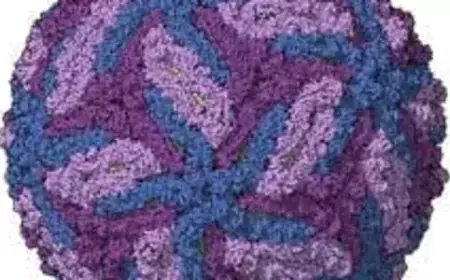 Jica Virus Seen: इस देश में 7 साल में जीका वायरस का पहला मामला आया सामने