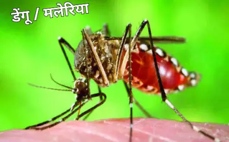 Delhi dengu News: दिल्ली में डेंगू ने तोड़ा 4 साल का रिकॉर्ड, मरीजों की संख्या 3000 के पार