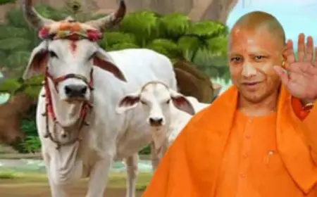 Mukhyamantri Pragatisheel Protsaahan Yojana: यूपी में देसी गाय पालने वालों को योगी सरकार देगी पैसा