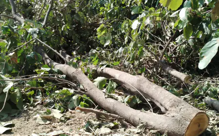 रात के अंधेरे में इलेक्ट्रॉनिक आरी से चोर काट ले गये सागौन के वृक्ष