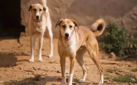 पागल कुत्तों ने 3 घण्टे में 20 लोगों को काटा, लोग भयभीत