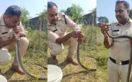 अध मरा पड़ा सांप सिपाही ने उठाया मुँह से मुँह में भरने लगा हवा , वीडियो वायरल