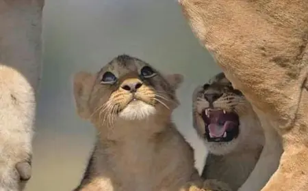 Marmik story: बकरी और शेर के बच्चों की कहानी