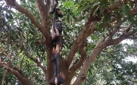 पूर्व विदेश मंत्री के बाग में आम के पेड़ पर लटकता मिला युवक का शव