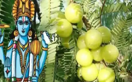 Amla Navami Pujan Vidhi: सारे पापों को नष्ट करने वाली आंवला नवमी? जानिए इसका महत्व और पूजा विधि