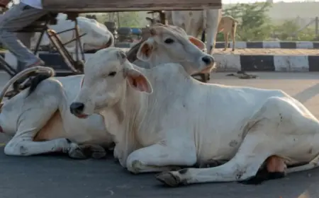 बेसहारा छोड़ देने वालों के खिलाफ पुलिस दर्ज करेगी FIR, पशु क्रूरता पर कठोर कदम