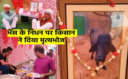 लाडली' भैंस की मौत पर देशी घी का मृत्युभोज