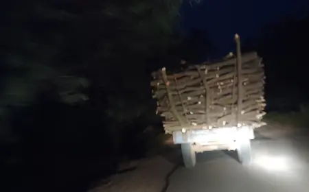 फर्रुखाबाद के शमसाबाद में धड़ल्ले से काटे जा रहे हरे पेड़, पर्यावरण को खतरा