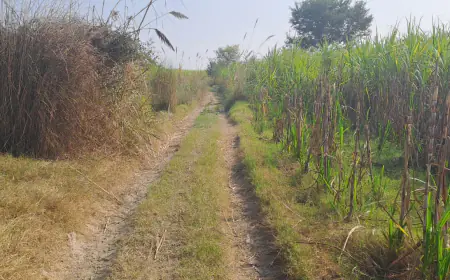 भ्रष्ट ग्राम प्रधान कर रहा मनरेगा कार्यों में लाखों का गोल माल