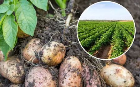 Etah News: बढ़ती सर्दी में आलू और तिलहनी फसलों पर खतरा बरकरार