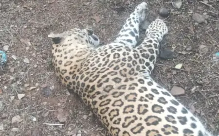 नेशनल हाइवे पर ट्रक की चपेट में तेंदुआ की मौत: सागर में हादसा