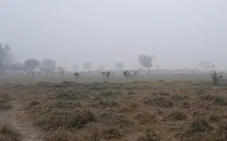परेशान ग्रामीणों ने उच्च अधिकारियों से कई बार मवेशी पकड़ने की लगाई है गुहार