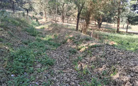 नटवारा ब दलेलगंज में नाला खुदाई ब सफाई के नाम पर हो रहा मनरेगा घोटाला