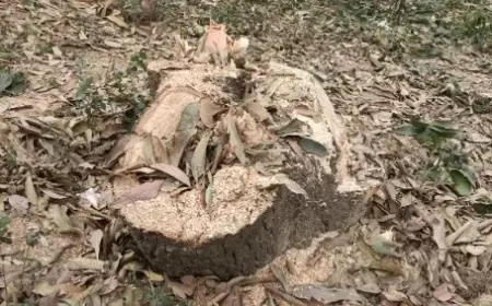 फलदार हरे आम के पेड़ काट कर ले गए लकडी माफिया