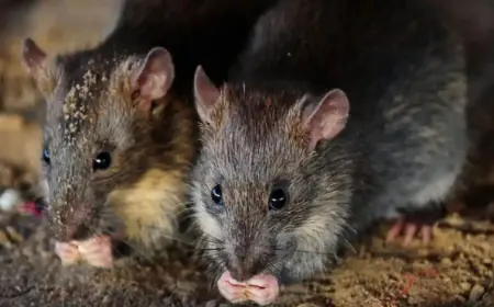 चूहे खा गए 10 किलो भांग और 9 किलो गांजा, पुलिस ने जज साहब को कोर्ट में बताया