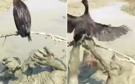 Viral Video Today: परिंदे को पकड़ने के लिए कीचड़ में सो गया बंदा