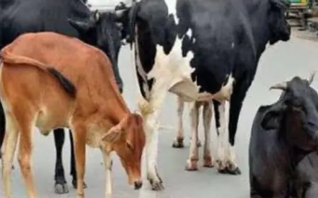 नगर पालिका के द्वारा पकड़ी गई गाय छुड़वाने वाले पर केस