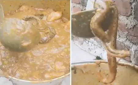 भंडारा बांटा जा रहा था सब्जी में  निकला साँप लोगों मची अफरा तफरी, इसे कहते हैं साँप सूंघना