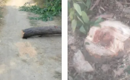 दबंग लकड़ी माफिया ने नीम के हरे पेड़ों पर चलवाया आरा