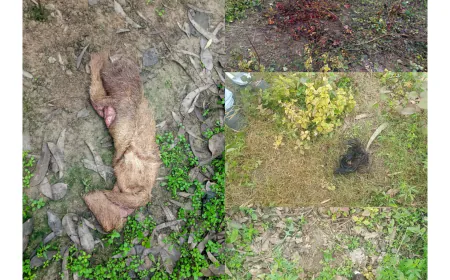 कोतवाल अमांपुर हरिभान सिंह राठौड़ करवा रहे हैं थाना अमांपुर क्षेत्रान्तर्गत अवैध धंधे।