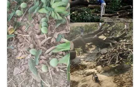 कासगंज(सहावर)वन  विभाग की मिली भगत से आम लगे हुए पेड़ों पर चल रहा आरा ।