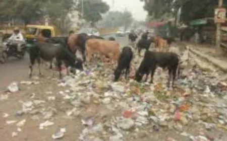 भंडारा खा गए लोग,  गंदगी खा रही गाय