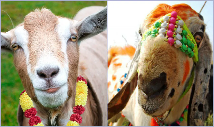 Bakra EID : बकरीद पर अल्लाह और मोहम्मद लिखे बकरों की क़ीमत 10 लाख