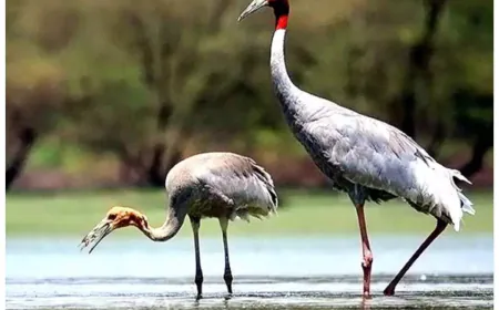 कितने संयमी हैं ये पक्षी