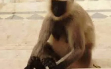 Monkey : एक को दबोचा, तीन शातिर बंदरों की तलाश