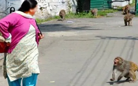 बंदरों का आतंक, लोगों को काटकर कर रहे घायल