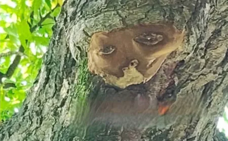 Farrukhabad News : अंधविश्वास! नीम के  पेड़ पर उभरा मानव चेहरा, शुरू हुई पूजा पाठ