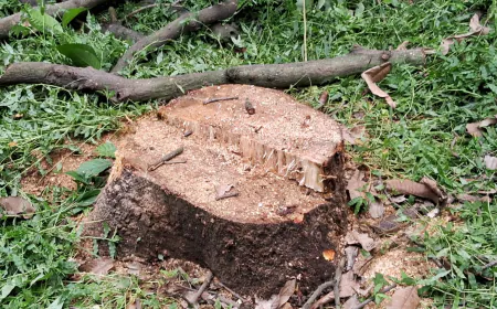 फर्रुखाबाद में नही रुक रहा आम के पेड़ों का कटान वन विभाग और पुलिस की भृष्टाचारी के चलते पर्यावरण को खतरा