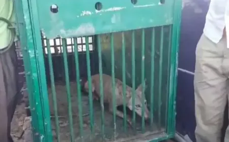 आतंक मचाने वाला पांचवा आदमखोर भेड़िया पिंजरे में हुआ कैद