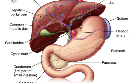 स्वास्थ्य : अपने लीवर को कैसे साफ करें, जानें तरीका