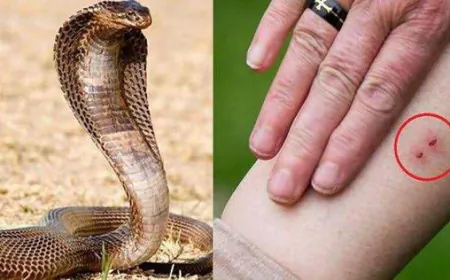 सर्पदंश की घटनाओं से आम जनमानस के बचाव हेतु क्या करे क्या न करें