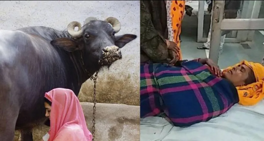 Buffalo Fell On woman : दूध दुहने के दौरान महिला के ऊपर गिरी भैंस ने तोड़ा दम