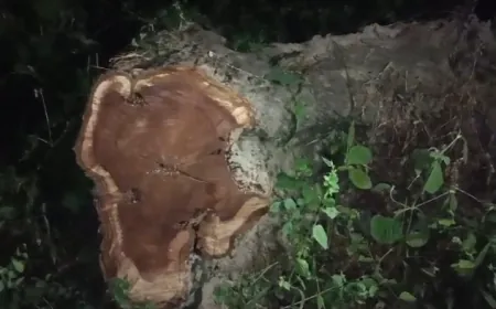 फर्रुखाबाद विधुत उपकेन्द्र में खड़ा शीशम का पेड़ रात में कटवा दिया, जिम्मेदार झाड़ रहे पल्ला